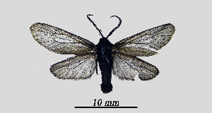  ( - MOBE1_449)  @11 [ ] by-nc-sa (2020) B, Mollet Unspecified