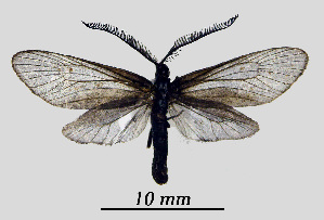  ( - MOBE1_453)  @11 [ ] by-nc-sa (2020) B, Mollet Unspecified