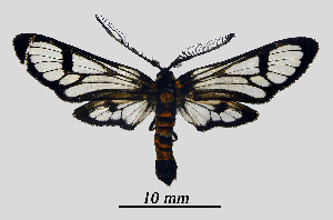 ( - MOBE1_454)  @11 [ ] by-nc-sa (2020) B, Mollet Unspecified