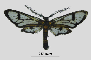  ( - MOBE1_455)  @11 [ ] by-nc-sa (2020) B, Mollet Unspecified
