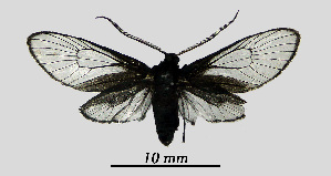  ( - MOBE1_457)  @11 [ ] by-nc-sa (2020) B, Mollet Unspecified