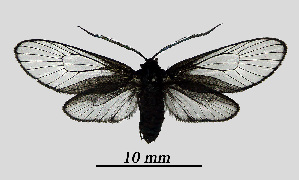  ( - MOBE1_460)  @11 [ ] by-nc-sa (2020) B, Mollet Unspecified