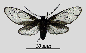  ( - MOBE1_461)  @11 [ ] by-nc-sa (2020) B, Mollet Unspecified