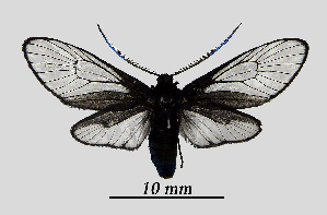  ( - MOBE1_463)  @11 [ ] by-nc-sa (2020) B, Mollet Unspecified