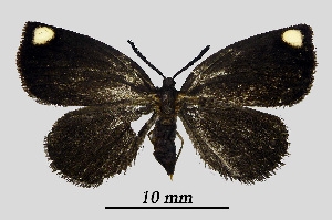  ( - MOBE1_464)  @11 [ ] by-nc-sa (2020) B, Mollet Unspecified