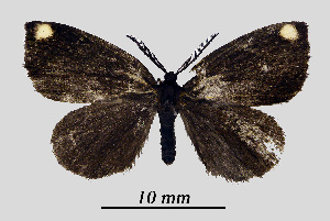  ( - MOBE1_465)  @11 [ ] by-nc-sa (2020) B, Mollet Unspecified