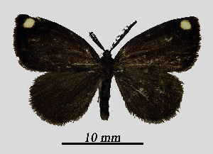  ( - MOBE1_466)  @11 [ ] by-nc-sa (2020) B, Mollet Unspecified