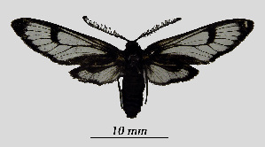  ( - MOBE1_467)  @11 [ ] by-nc-sa (2020) B, Mollet Unspecified