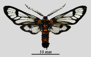  ( - MOBE1_468)  @11 [ ] by-nc-sa (2020) B, Mollet Unspecified