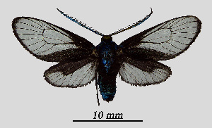  ( - MOBE1_469)  @11 [ ] by-nc-sa (2020) B, Mollet Unspecified