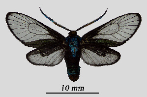  ( - MOBE1_470)  @11 [ ] by-nc-sa (2020) B, Mollet Unspecified