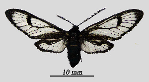  ( - MOBE1_471)  @11 [ ] by-nc-sa (2020) B, Mollet Unspecified