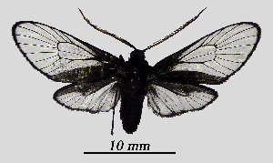  ( - MOBE1_472)  @11 [ ] by-nc-sa (2020) B, Mollet Unspecified