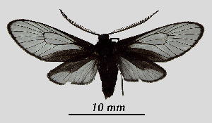  ( - MOBE1_473)  @11 [ ] by-nc-sa (2020) B, Mollet Unspecified