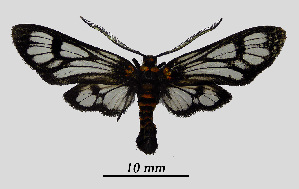  ( - MOBE1_475)  @11 [ ] by-nc-sa (2020) B, Mollet Unspecified