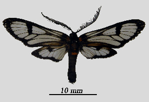  ( - MOBE1_476)  @11 [ ] by-nc-sa (2020) B, Mollet Unspecified