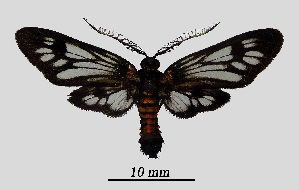  ( - MOBE1_477)  @11 [ ] by-nc-sa (2020) B, Mollet Unspecified