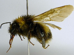  (Bombus sporadicus - SHMEL-C06)  @14 [ ] Copyright (2011) Timofey V. Levchenko State Darwin museum