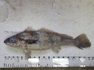  ( - STRI-X-6416)  @11 [ ] No Rights Reserved (2023) Unspecified Smithsonian Tropical Research Institute