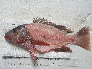 ( - STRI-X-6404)  @11 [ ] No Rights Reserved (2023) Unspecified Smithsonian Tropical Research Institute