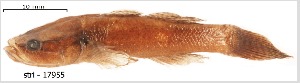  ( - STRI-17955)  @11 [ ] No Rights Reserved (2023) Unspecified Smithsonian Tropical Research Institute