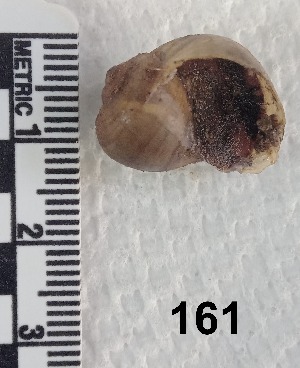  (Pomacea cf. patula - PCINV_161)  @11 [ ] No Rights Reserved (2025) Unspecified Smithsonian Tropical Research Institute