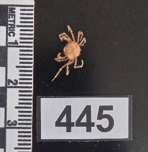  (Elamenopsis - PCINV_445)  @11 [ ] No Rights Reserved (2025) Unspecified Smithsonian Tropical Research Institute
