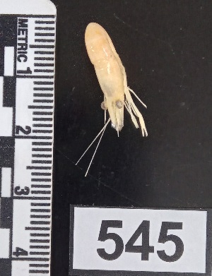  (Macrobrachium cf. transandicum - PCINV_545)  @11 [ ] No Rights Reserved (2025) Unspecified Smithsonian Tropical Research Institute
