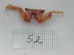  (Goniopsis - PCINV_52)  @11 [ ] Unspecified (default): All Rights Reserved (2025) No Rights Reserved Smithsonian Tropical Research Institute