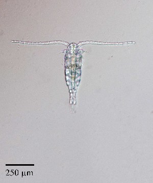  (Diaptomus - PanCan-0084)  @11 [ ] by-nc-sa (2025) Smithsonian Tropical Research Institute Smithsonian Tropical Research Institute