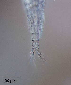  ( - PanCan-0086)  @11 [ ] by-nc-sa (2025) Smithsonian Tropical Research Institute Smithsonian Tropical Research Institute