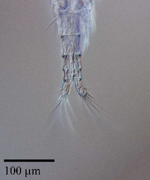  ( - PanCan-0086)  @11 [ ] by-nc-sa (2025) Smithsonian Tropical Research Institute Smithsonian Tropical Research Institute