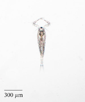  ( - PanCan-0087)  @11 [ ] by-nc-sa (2025) Smithsonian Tropical Research Institute Smithsonian Tropical Research Institute