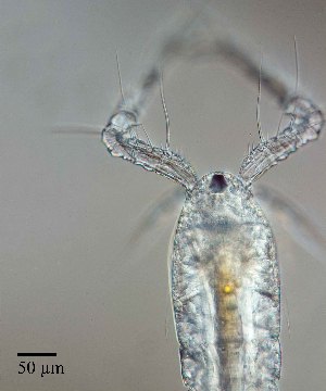  ( - PanCan-0087)  @11 [ ] by-nc-sa (2025) Smithsonian Tropical Research Institute Smithsonian Tropical Research Institute