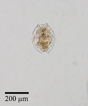  ( - PanCan-0143)  @11 [ ] by-nc-sa (2025) Smithsonian Tropical Research Institute Smithsonian Tropical Research Institute