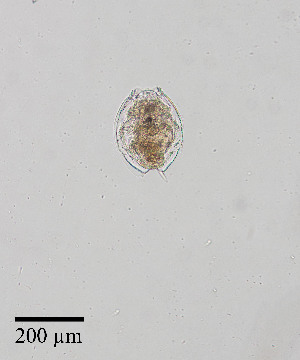  ( - PanCan-0143)  @11 [ ] by-nc-sa (2025) Smithsonian Tropical Research Institute Smithsonian Tropical Research Institute