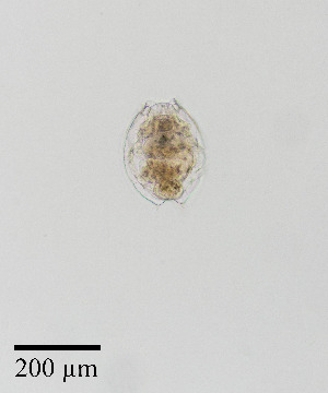  ( - PanCan-0143)  @11 [ ] by-nc-sa (2025) Smithsonian Tropical Research Institute Smithsonian Tropical Research Institute