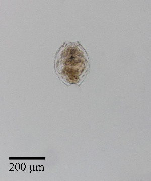  ( - PanCan-0143)  @11 [ ] by-nc-sa (2025) Smithsonian Tropical Research Institute Smithsonian Tropical Research Institute