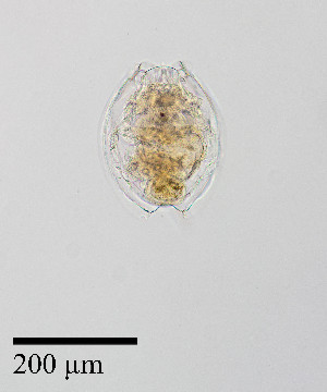  ( - PanCan-0143)  @11 [ ] by-nc-sa (2025) Smithsonian Tropical Research Institute Smithsonian Tropical Research Institute