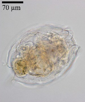  ( - PanCan-0143)  @11 [ ] by-nc-sa (2025) Smithsonian Tropical Research Institute Smithsonian Tropical Research Institute