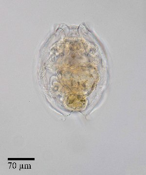  ( - PanCan-0143)  @11 [ ] by-nc-sa (2025) Smithsonian Tropical Research Institute Smithsonian Tropical Research Institute