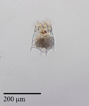  ( - PanCan-0152)  @11 [ ] by-nc-sa (2025) Smithsonian Tropical Research Institute Smithsonian Tropical Research Institute