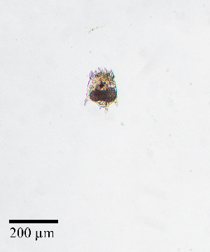  ( - PanCan-0152)  @11 [ ] by-nc-sa (2025) Smithsonian Tropical Research Institute Smithsonian Tropical Research Institute