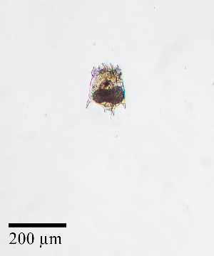  ( - PanCan-0152)  @11 [ ] by-nc-sa (2025) Smithsonian Tropical Research Institute Smithsonian Tropical Research Institute