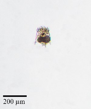  ( - PanCan-0152)  @11 [ ] by-nc-sa (2025) Smithsonian Tropical Research Institute Smithsonian Tropical Research Institute
