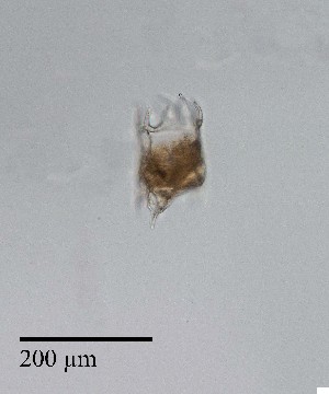  ( - PanCan-0157)  @11 [ ] by-nc-sa (2025) Smithsonian Tropical Research Institute Smithsonian Tropical Research Institute