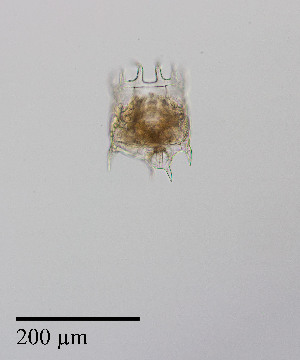  ( - PanCan-0157)  @11 [ ] by-nc-sa (2025) Smithsonian Tropical Research Institute Smithsonian Tropical Research Institute