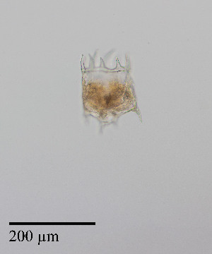  ( - PanCan-0157)  @11 [ ] by-nc-sa (2025) Smithsonian Tropical Research Institute Smithsonian Tropical Research Institute