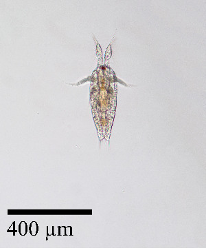  ( - PanCan-0158)  @11 [ ] by-nc-sa (2025) Smithsonian Tropical Research Institute Smithsonian Tropical Research Institute