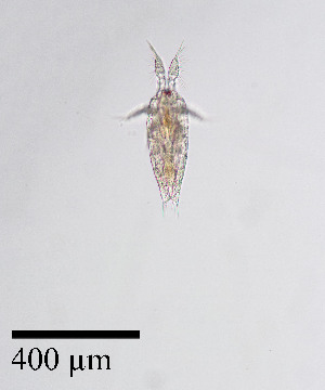  ( - PanCan-0158)  @11 [ ] by-nc-sa (2025) Smithsonian Tropical Research Institute Smithsonian Tropical Research Institute